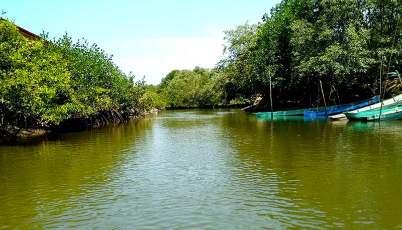 manglares de tumbes