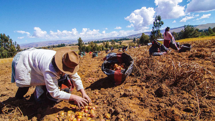 fidel-sanchez-alayo-importancia-agricultura-ganaderia-peru