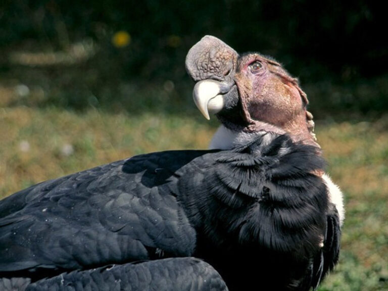 Los 5 animales en peligro de extinción en el Perú | Rutas Viajes Perú
